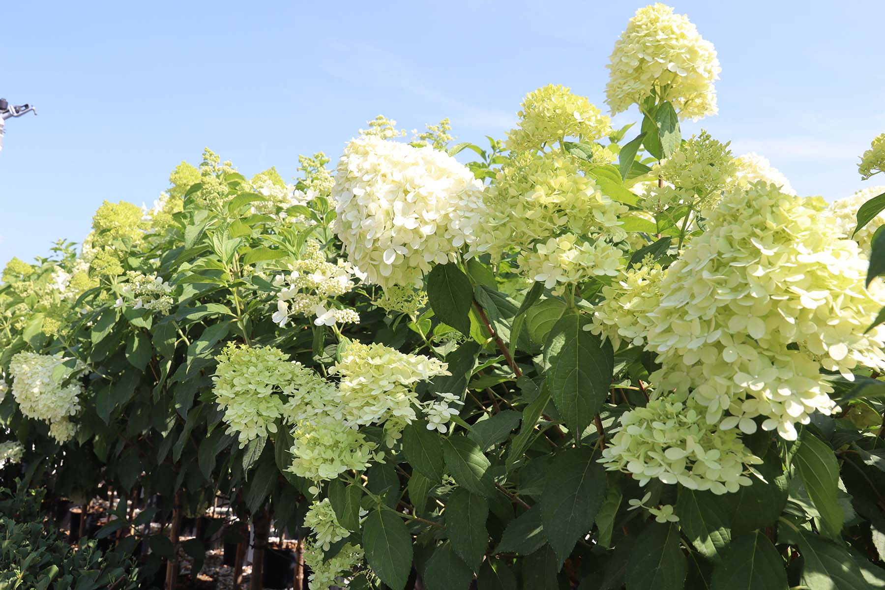 Garden - Ortensia paniculata