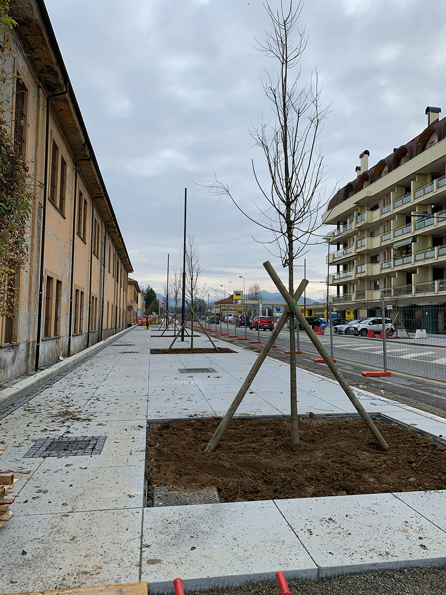 Piantumazione nuovi alberi C.so Francia - Cuneo
