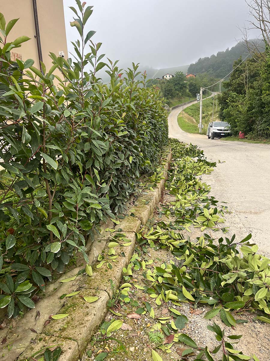 Potatura siepe in corso - Manutenzione